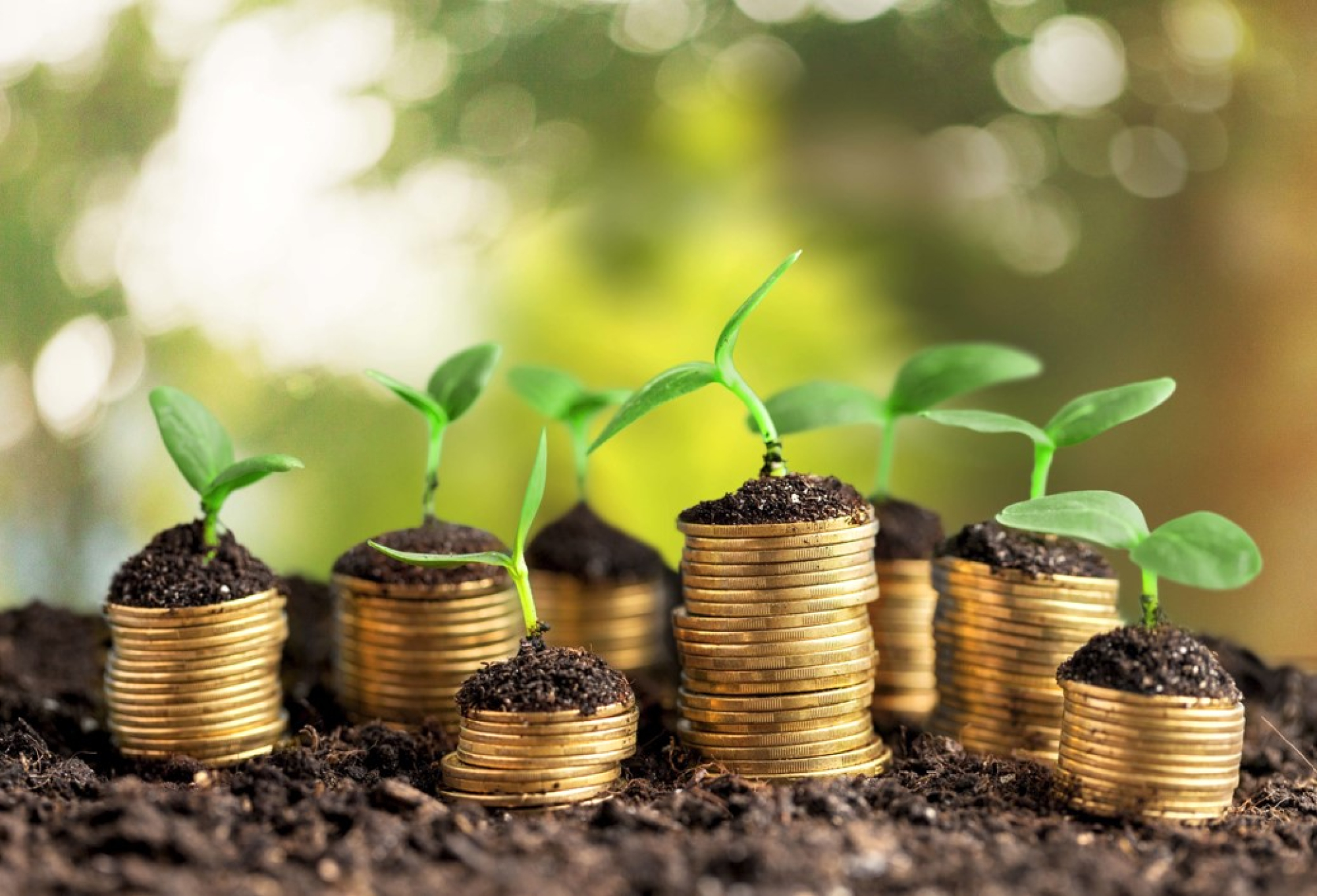 Gold coins with plants growing out of them depicting a green loan