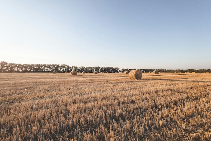 grain growing farm hay bails